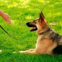 Sit Means Sit Dog Training